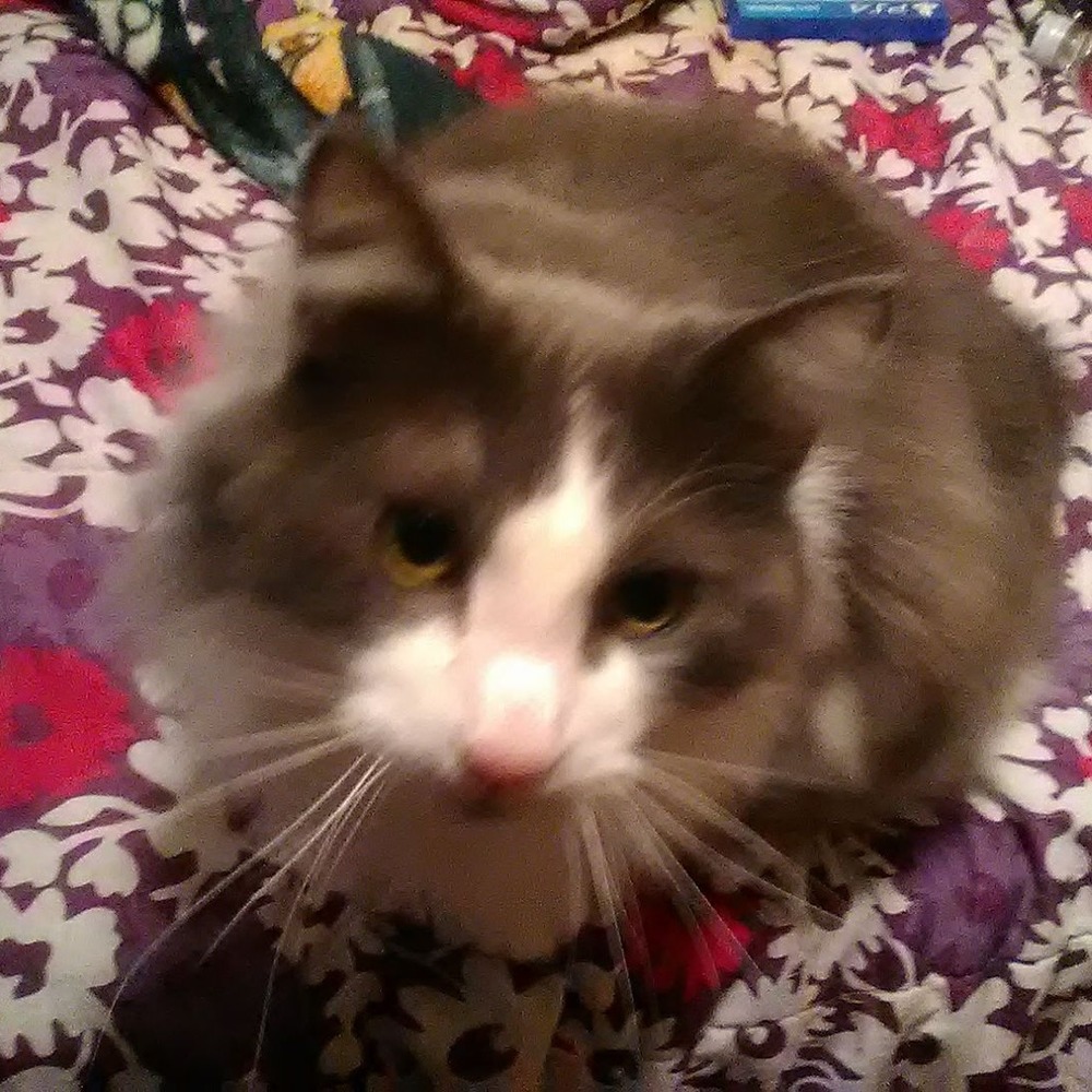 Meet your Posher, Tami m